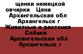 щенки немецкой овчарки › Цена ­ 15 000 - Архангельская обл., Архангельск г. Животные и растения » Собаки   . Архангельская обл.,Архангельск г.